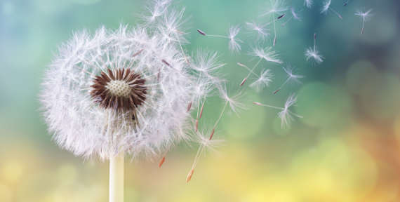 Pollen – Nettoyage des vitres
